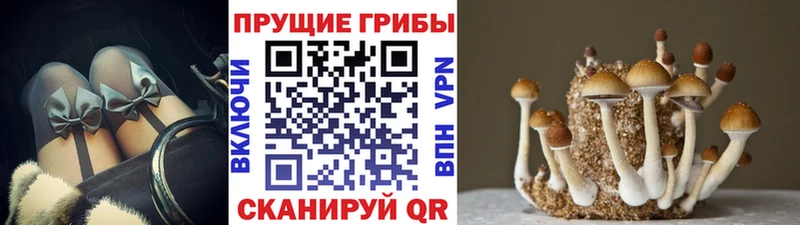 дарнет шоп  Кемь  Псилоцибиновые грибы прущие грибы 